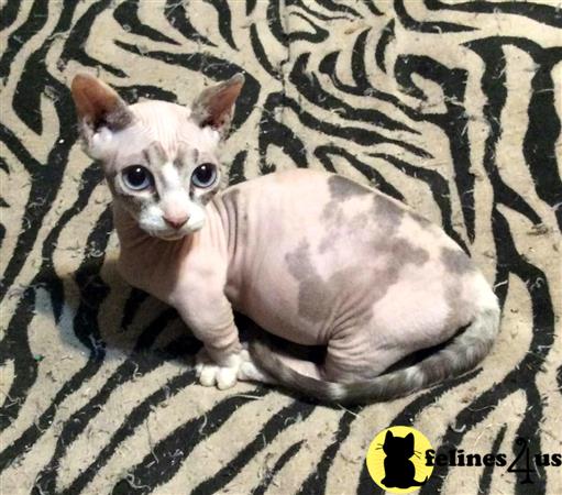 Barenakedsphynx Picture 2